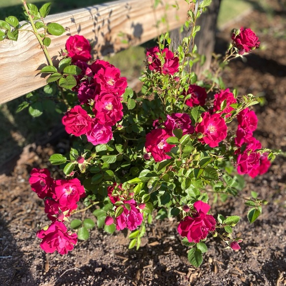 Meet your Posher, Renée macfarland - Picture 1 of 1